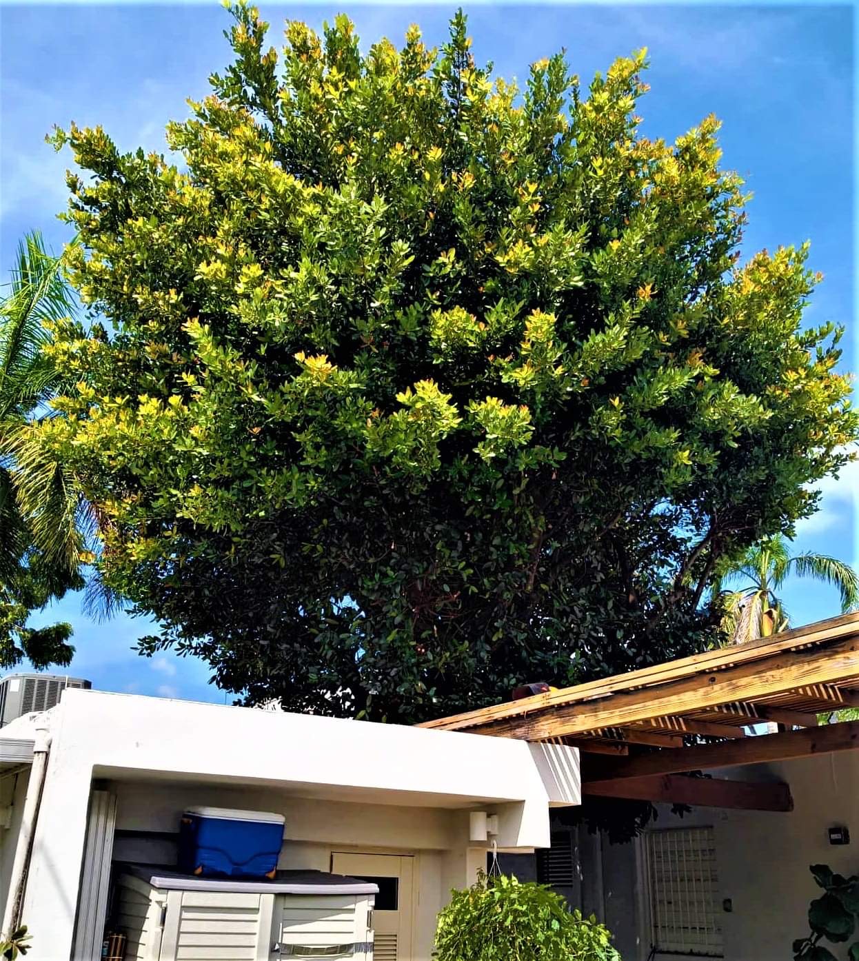 El árbol Santa María y los murciélagos – Prensa sin censura